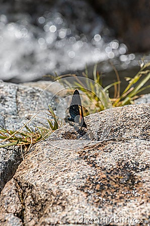 A Black Butterfly Standing on a Rock Stock Photo