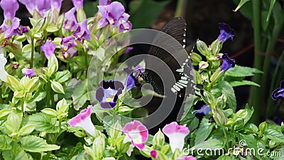 Black Butterfly Sucked Wishbone Stock Photo