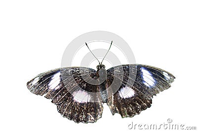 Black butterfly on a white background Stock Photo