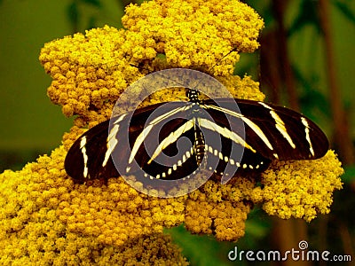 Black butterfly yellow stripes Zebra Heliconian Stock Photo