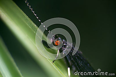 black caddis fly (Notidobia Stock Photo