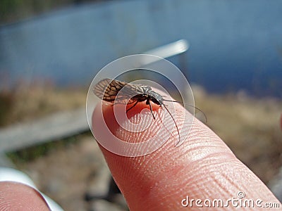 Black caddis Stock Photo