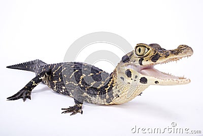 Black caiman,Melanosuchus niger Stock Photo