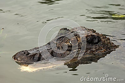 Black caiman (Melanosuchus niger) Stock Photo