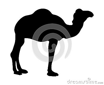 Camel silhouette Stock Photo