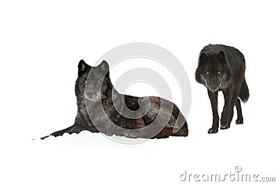 Black canadian wolfs isolated on white background Stock Photo