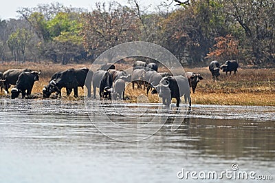 Black cape buffalos standing and walking in shallow waters, Stock Photo