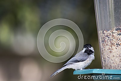 Black capped chick-a-dee on feeder Stock Photo