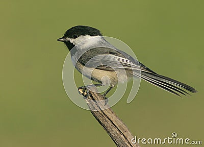 Black-capped Chickadee Stock Photo