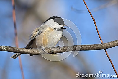 Black-capped chickadee on a branch with an open beak. Poecile atricapillus Stock Photo