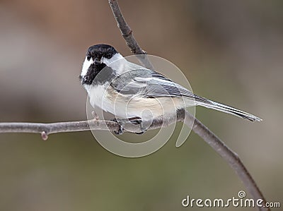 A black-capped chickadee on a branch Stock Photo