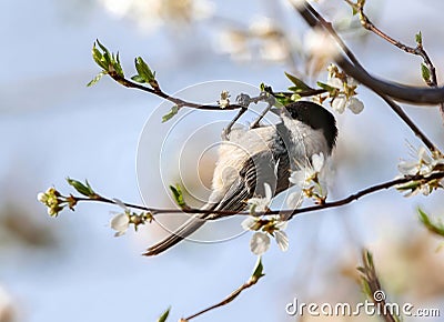 Black-capped Chickadee hanging on to a budding twig in the Spring Stock Photo