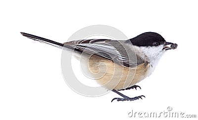 Black-capped Chickadee Isolated Stock Photo