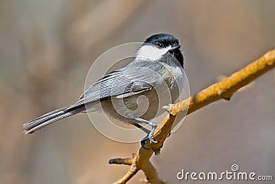 Carolina Chickadee Stock Photo