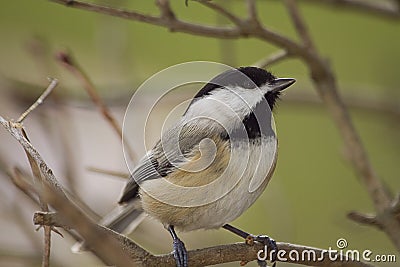 Black Capped Chickadee Perched on branch Stock Photo