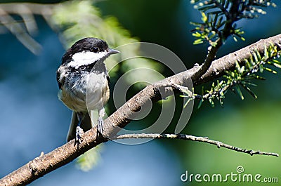 Black-Capped Chickadee Perched in a Tree Stock Photo