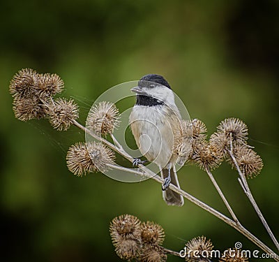 Black-Capped Chickadee Stock Photo