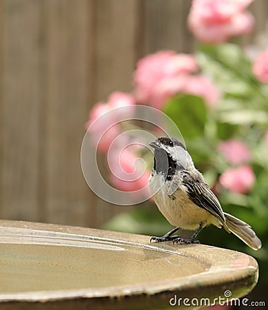 Black-capped Chickadee, Poecile atricapilla Stock Photo