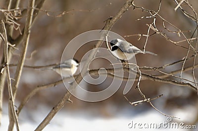 A pair of Black-capped Chickadees Poecile atricapillus Stock Photo