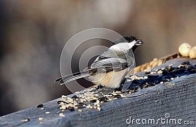 Black Capped Chickadee Or Poecile Atricapillus Stock Photo