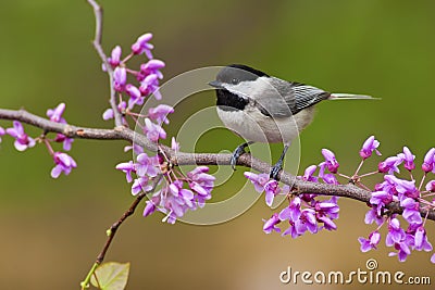 Black-capped Chickadee on Redbud Stock Photo