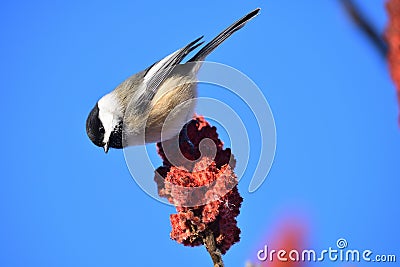 Black-capped chickadee on a Rhus typhina branch. Poecile atricapillus Stock Photo