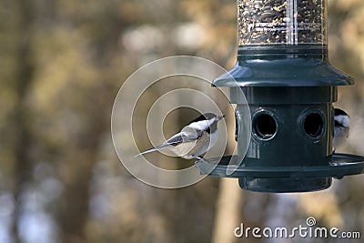 Black Capped Chickadees Stock Photo