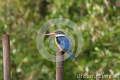 Black-capped Kingfisher Stock Photo