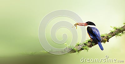 Black-capped Kingfisher Stock Photo