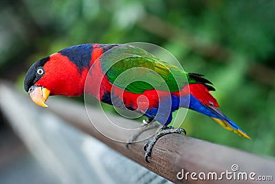 Resultado de imagem para black-capped lory