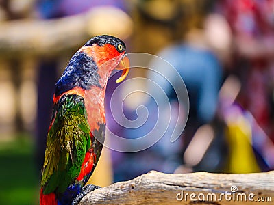 Black-capped lory colourful bird in bright sunlight Stock Photo