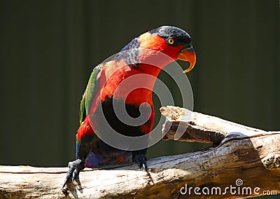 Black-capped lory colourful bird in bright sunlight Stock Photo