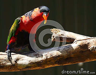 Black-capped lory colourful bird in bright sunlight Stock Photo