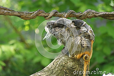  Cute emperor tamarin monkey with its baby. Stock Photo