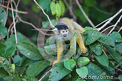 Black-capped squirrel, Saimiri boliviensis, monkey, Lake Sandoval, Amazonia, Peru Stock Photo