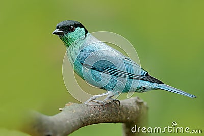 Black-capped tanager, Tangara heinei, bird in the green forest habitat sitting on the branch. Beautiful bird from Colombia. Blue Stock Photo