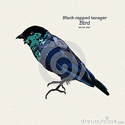 The black-capped tanager Tangara heinei hand draw sketch vector Vector Illustration