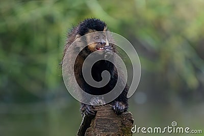 Black Capuchin Monkey Stock Photo