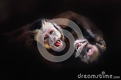 Black Capuchin Monkeys fighting Stock Photo