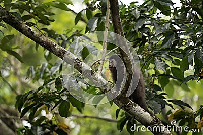 black capuchin, sapajus nigritus, black horned capuchin Stock Photo