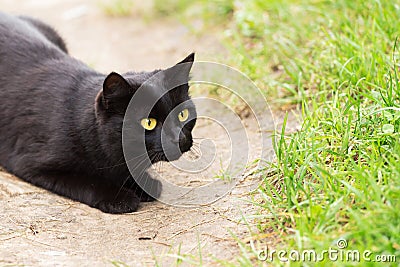 Black cat with attentive look lies and hunts in green grass outdoors in spring Stock Photo