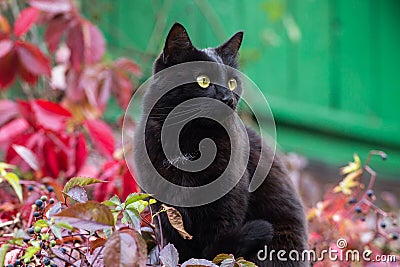 Black cat with attentive look portrait in profile Stock Photo