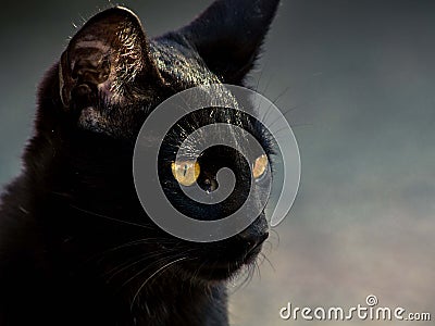 Black cat Stock Photo