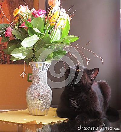 Black cat and bouquet of flowers Stock Photo