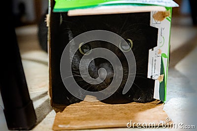 Black cat in a box Stock Photo