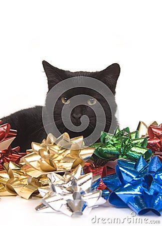 Black cat and christmas bows Stock Photo