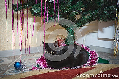 Black cat at Christmas under the Christmas tree. Domestic cat lies under the Christmas tree Close-up Stock Photo