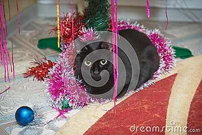 Black cat at Christmas under the Christmas tree. Domestic cat lies under the Christmas tree Close-up Stock Photo