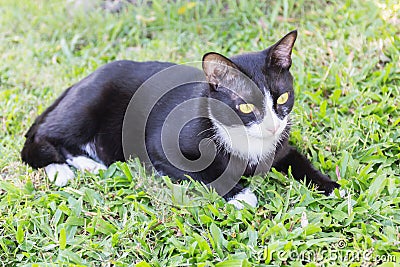 Black cat creepy sinister face portrait Stock Photo