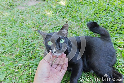 Black cat creepy sinister face portrait Stock Photo